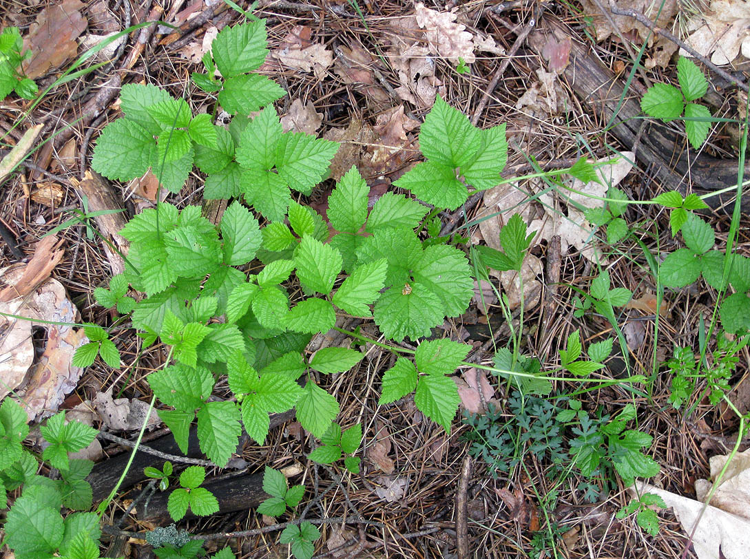 Изображение особи Rubus saxatilis.