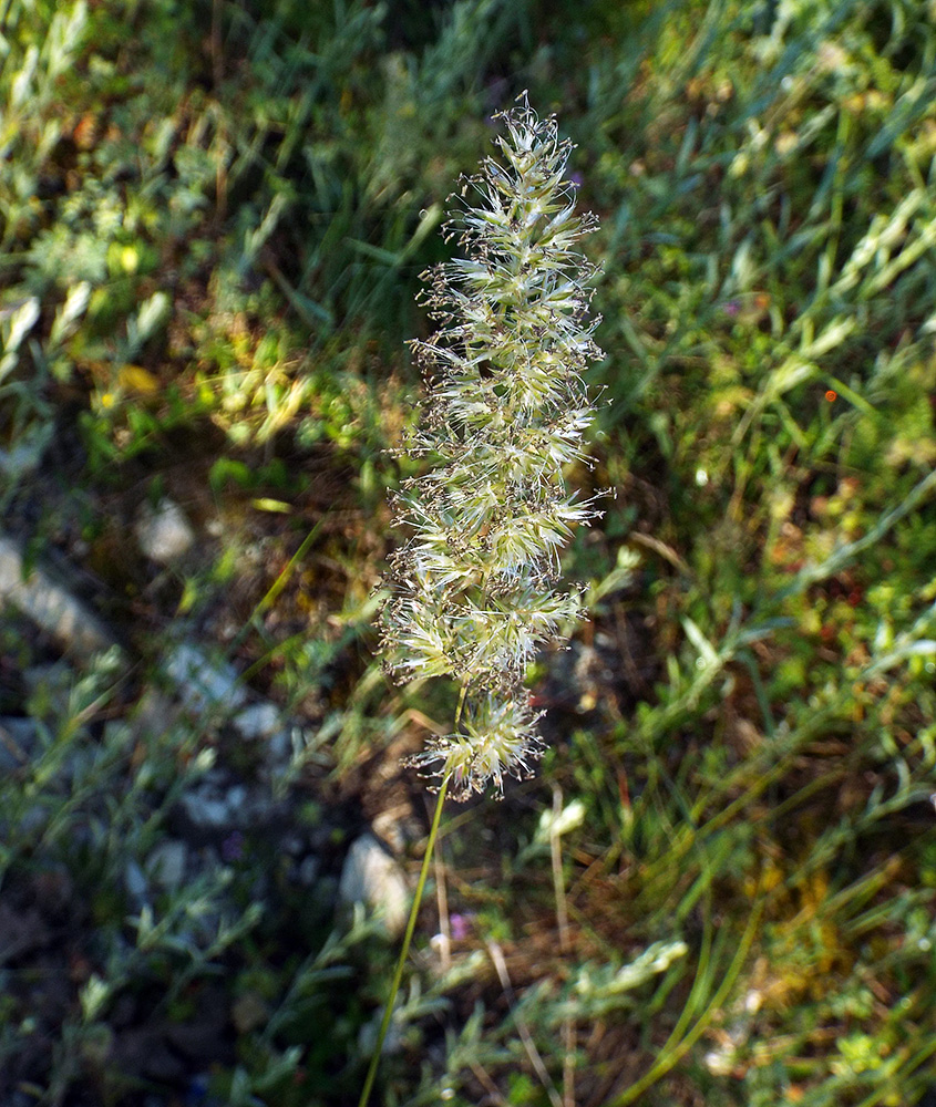 Image of Koeleria macrantha specimen.