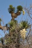 Yucca potosina