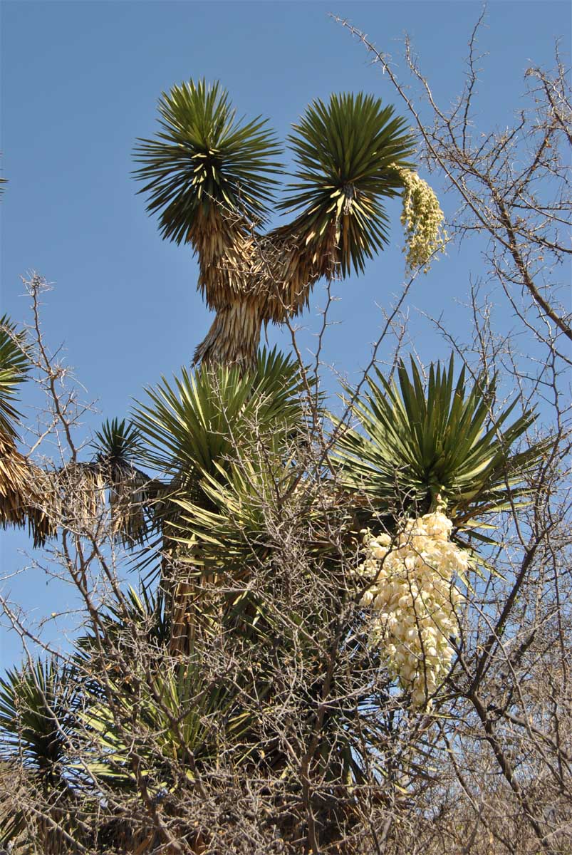 Изображение особи Yucca potosina.