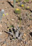 Pachypodium horombense