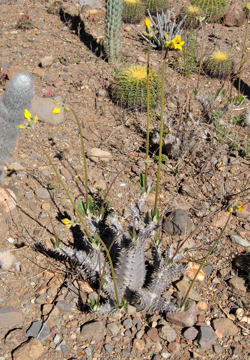 Image of Pachypodium horombense specimen.