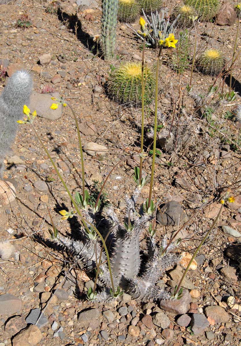 Изображение особи Pachypodium horombense.