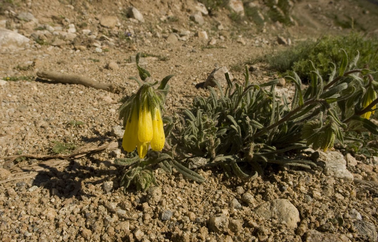 Image of Onosma caucasica specimen.