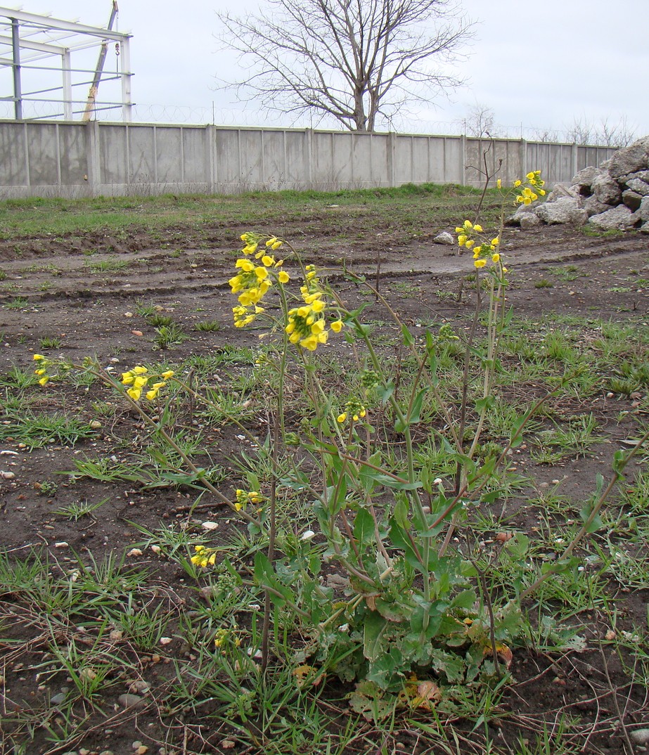 Изображение особи Brassica campestris.