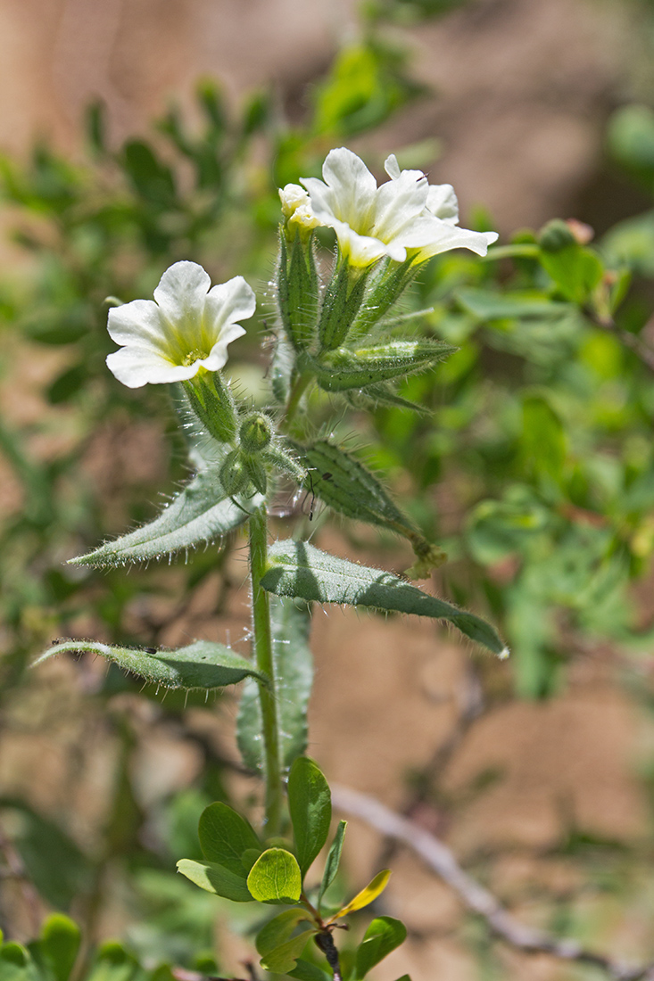 Image of Nonea setosa specimen.