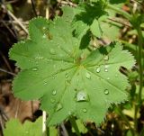 род Alchemilla. Лист с каплями дождя. Подмосковье, окр. г. Одинцово, смешанный лес. Май 2018 г.