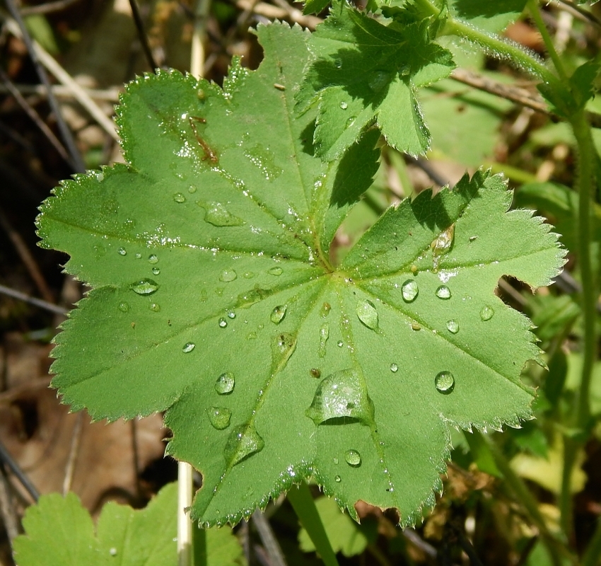 Изображение особи род Alchemilla.