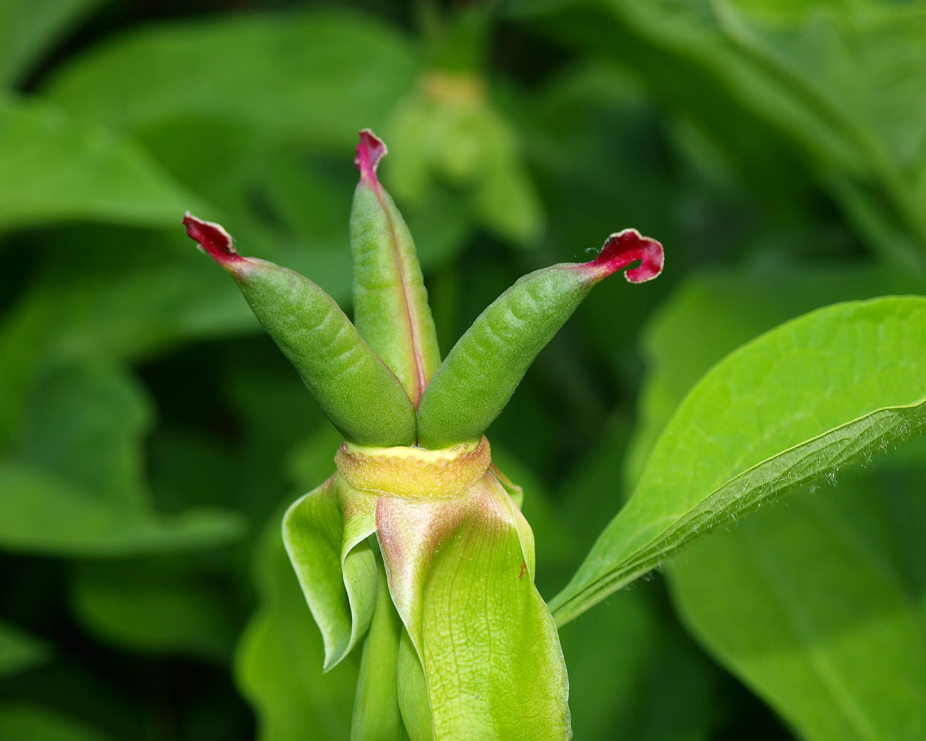 Изображение особи Paeonia macrophylla.