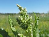 Rumex confertus. Верхушка бутонизирующего растения. Марий Эл, г. Йошкар-Ола, сырой луг (рядом с Сосновой рощей). 26.05.2018.