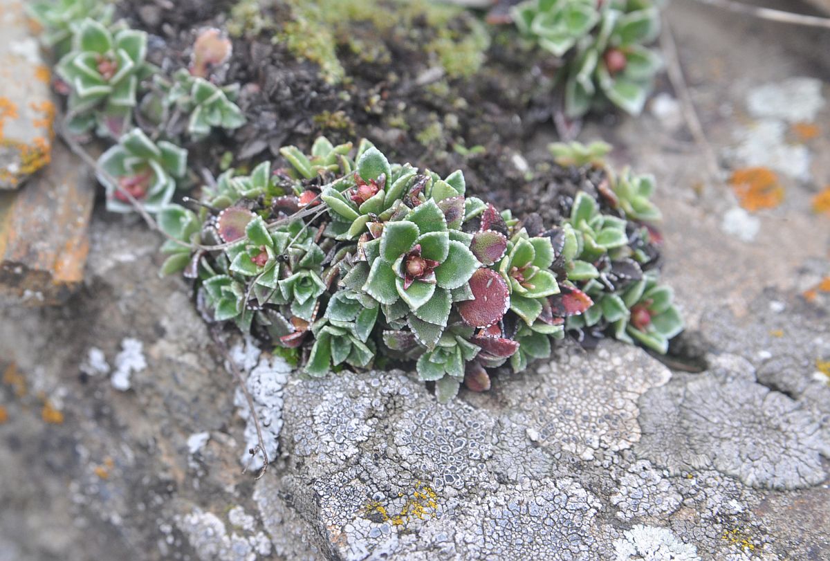 Изображение особи род Saxifraga.