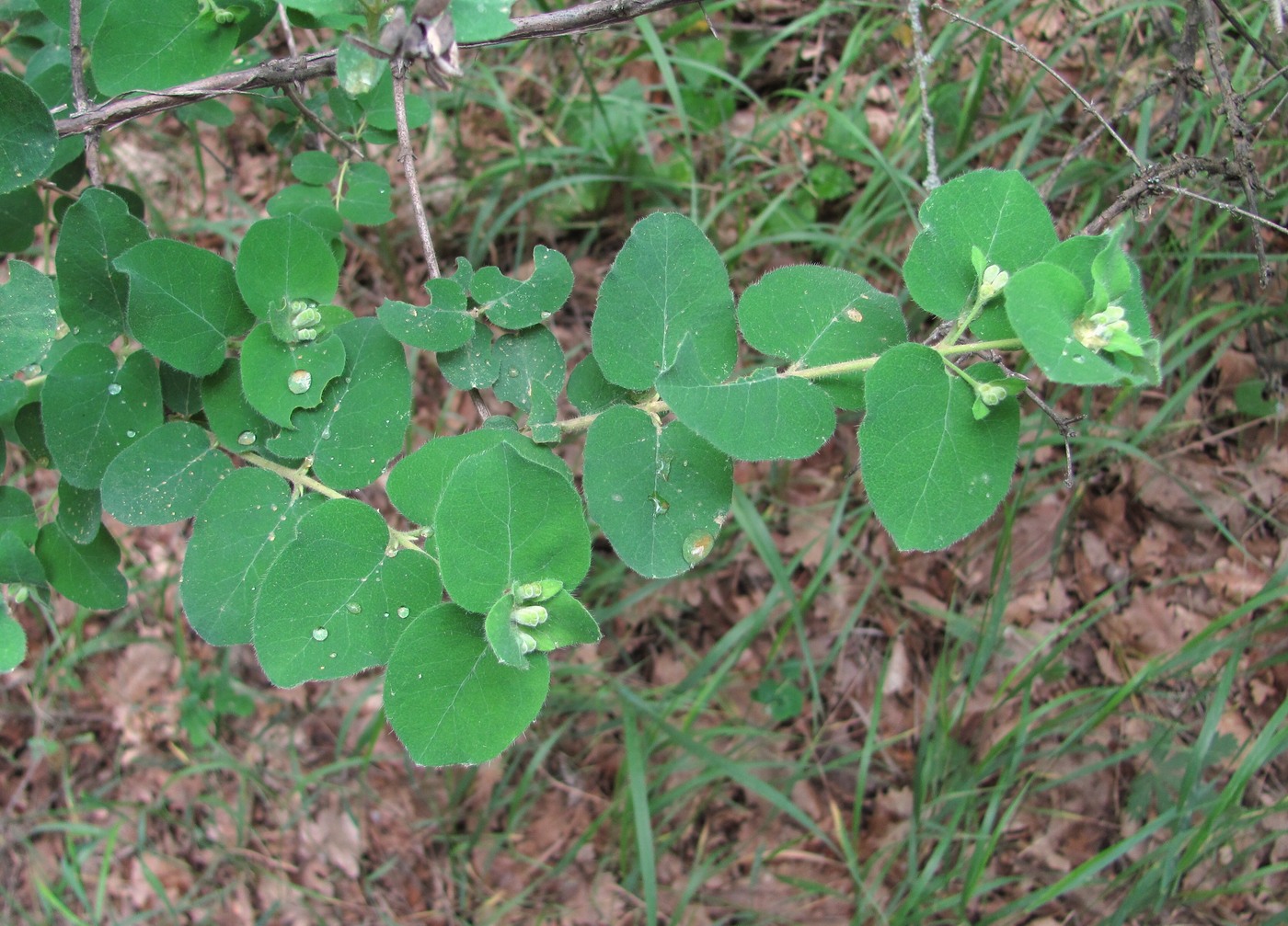 Image of Lonicera iberica specimen.