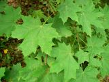 Acer platanoides