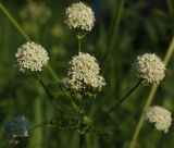 Anthriscus sylvestris