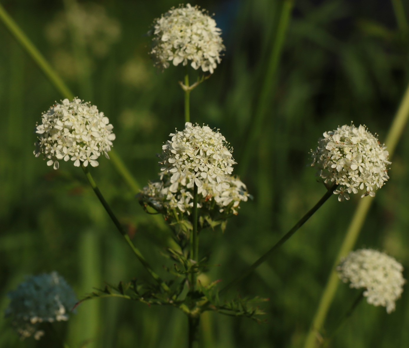 Изображение особи Anthriscus sylvestris.