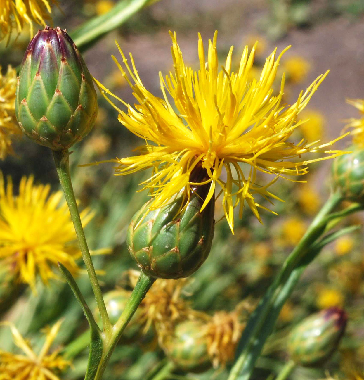 Image of Centaurea behen specimen.