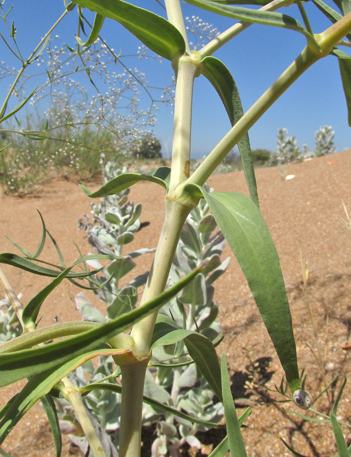 Image of Gypsophila paniculata specimen.