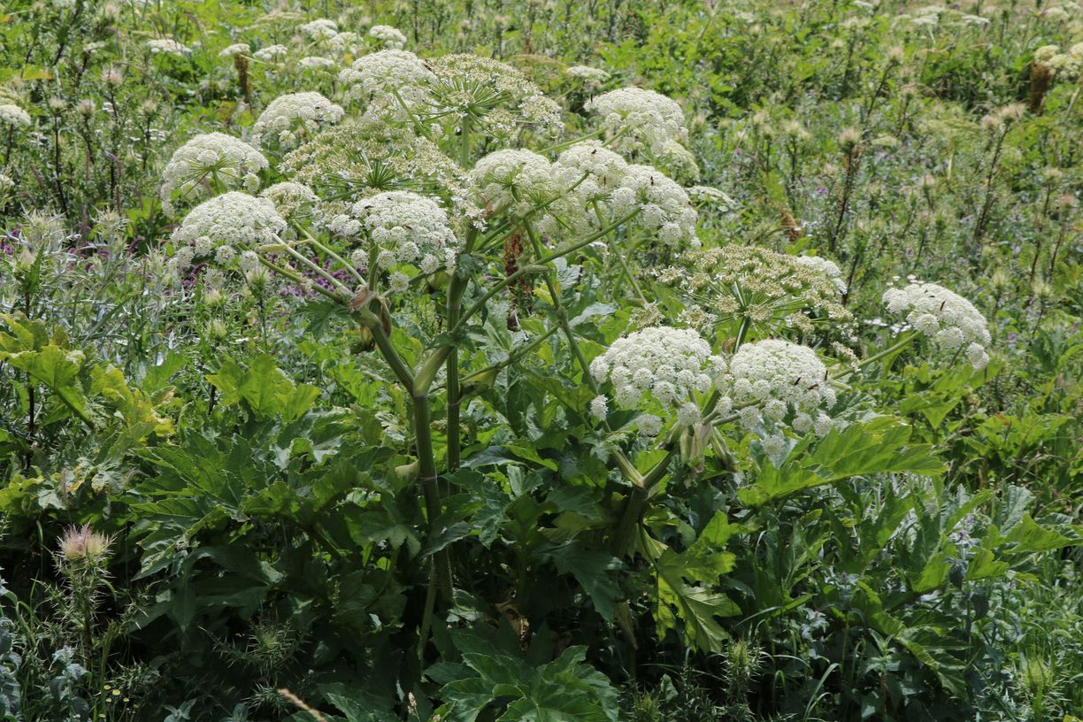 Изображение особи род Heracleum.