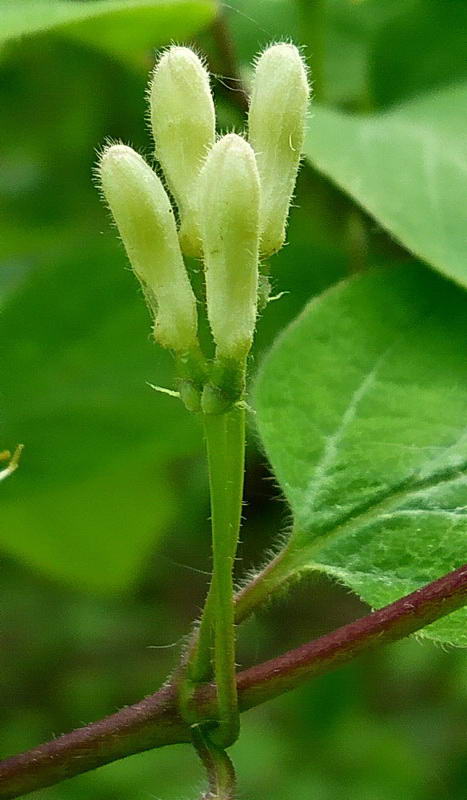 Изображение особи Lonicera xylosteum.