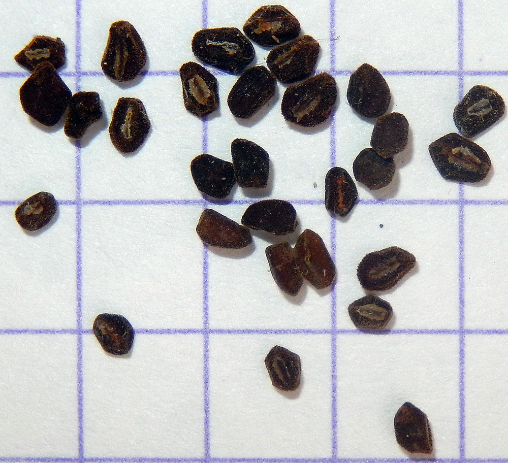 Image of Primula vulgaris specimen.