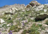 Campanula collina. Цветущие растения на альпийском склоне. Кабардино-Балкария, Эльбрусский р-н, долина притока р. Ирикчат, ок. 3200 м н.у.м. 06.08.2018.