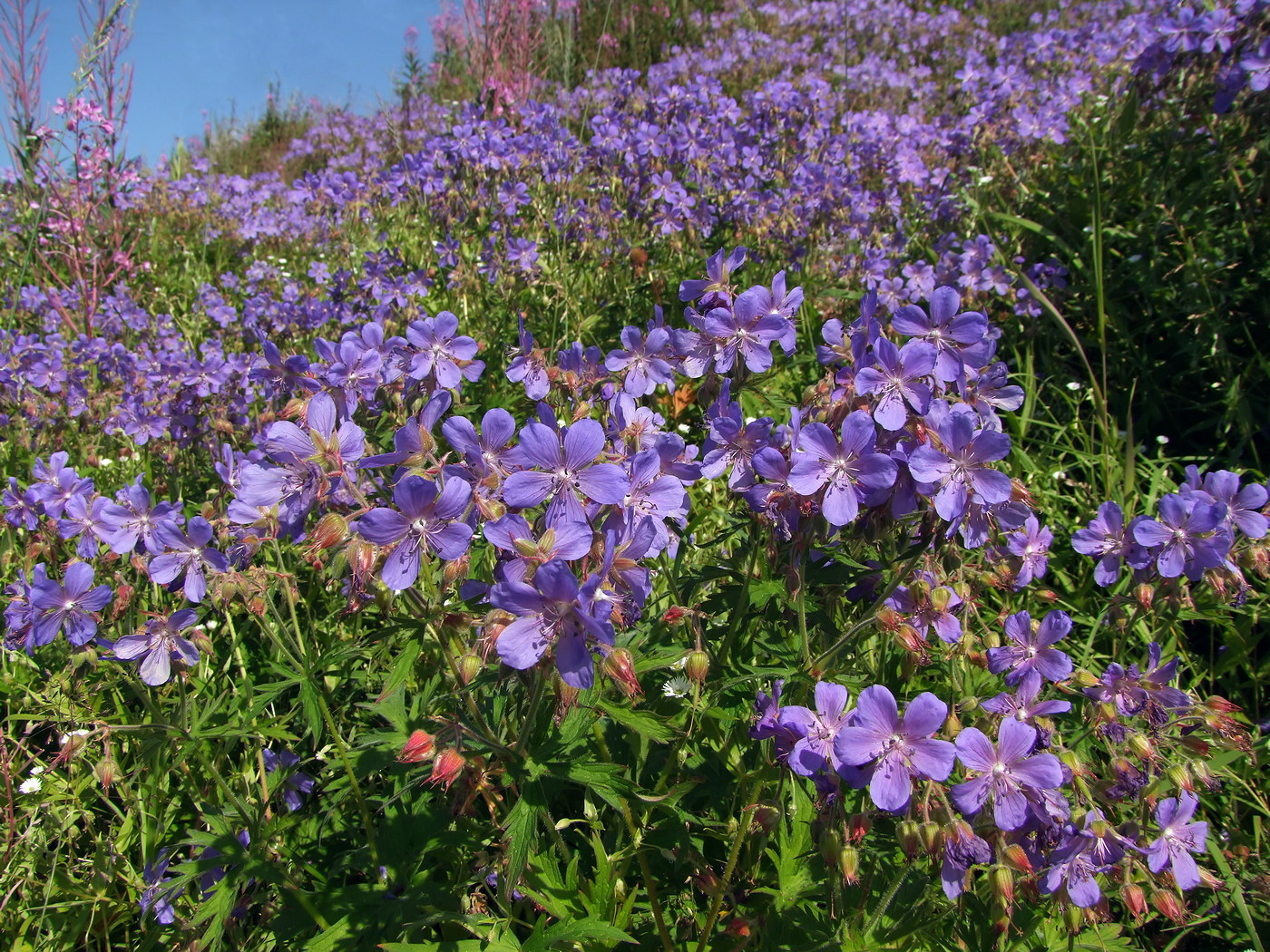 Изображение особи Geranium pratense.