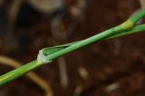 Phalaris brachystachys