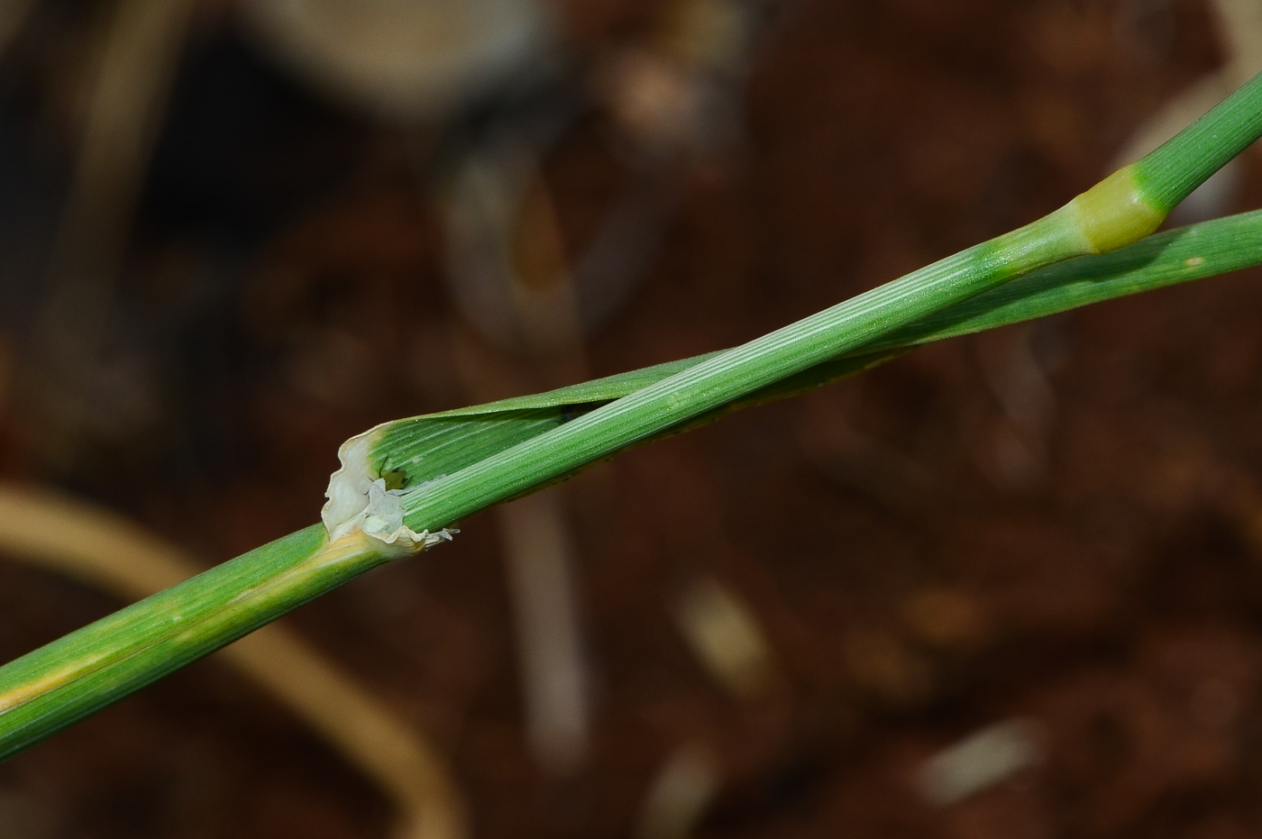 Изображение особи Phalaris brachystachys.