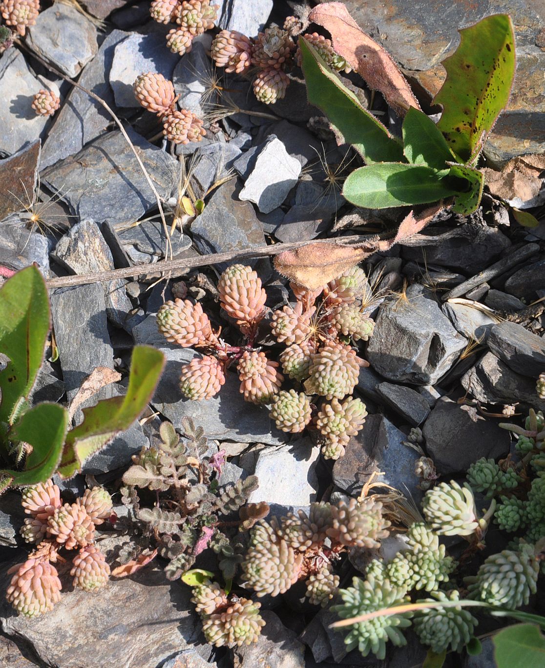 Изображение особи род Sedum.