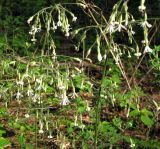 Silene nutans. Соцветия мужского и женского растений. Украина, Киевская обл., Вышгородский р-н, севернее с. Лебедевка, бор между Киевским водохранилищем и дренажным каналом. 23 мая 2010 г.