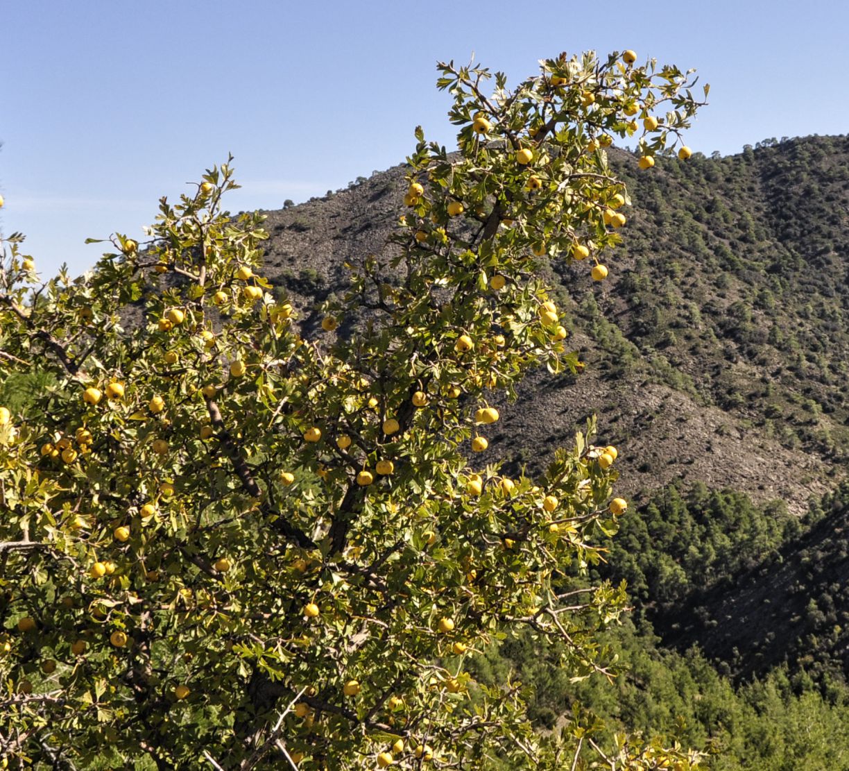 Image of Crataegus azarolus specimen.