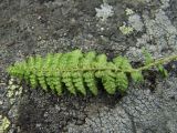 Dryopteris fragrans