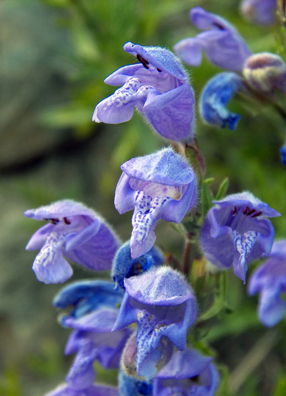 Изображение особи Dracocephalum bipinnatum.