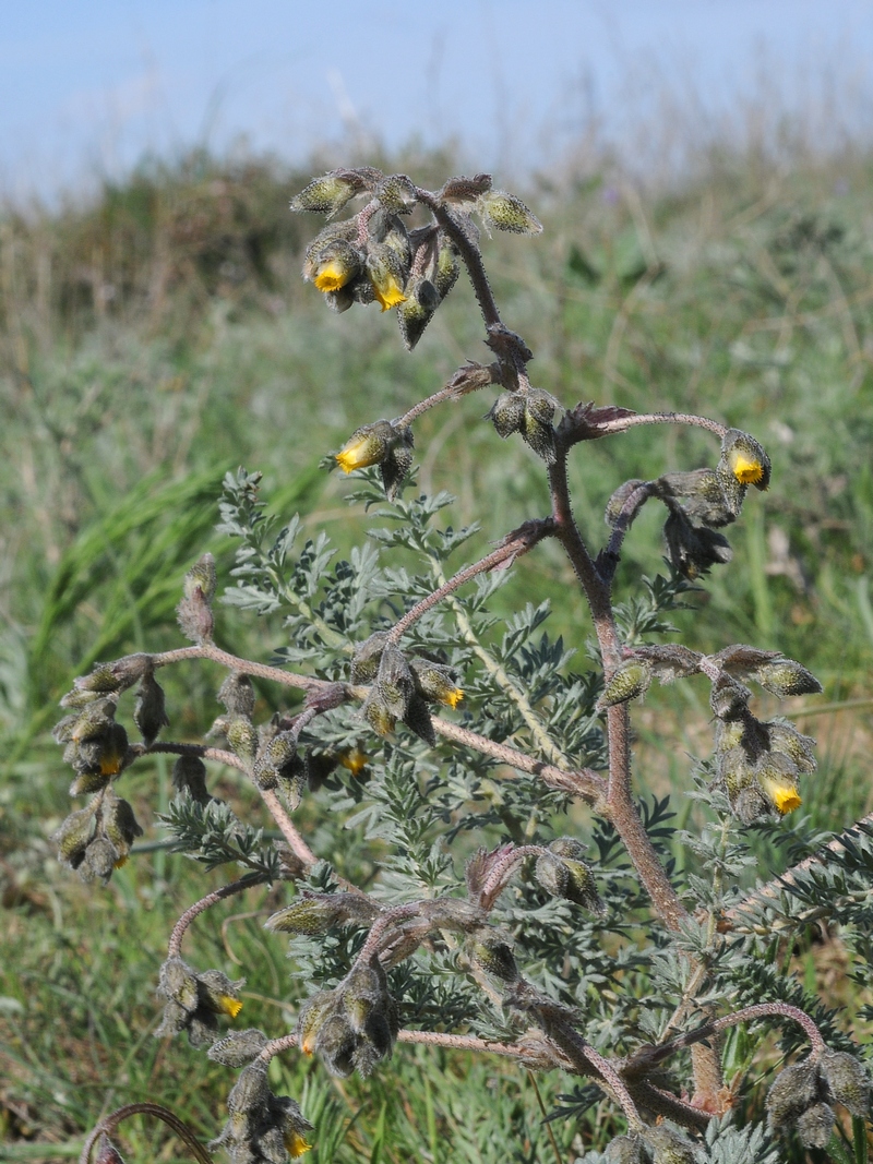 Image of Biebersteinia multifida specimen.