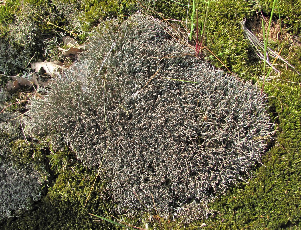 Image of genus Cladonia specimen.