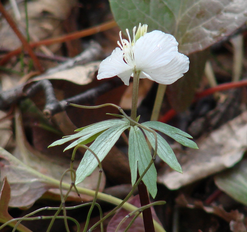 Image of Eranthis sibirica specimen.