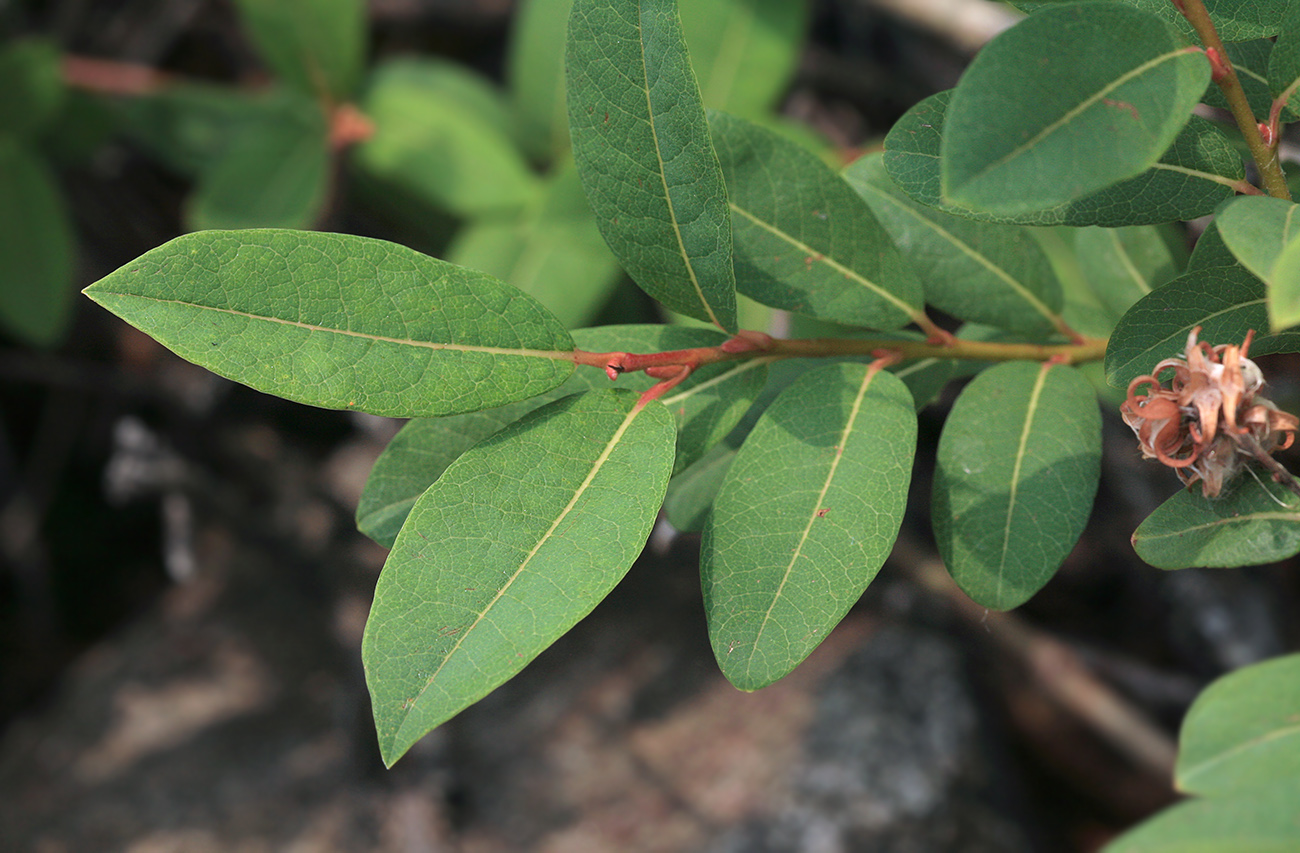 Image of Salix kochiana specimen.