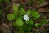 Trientalis europaea