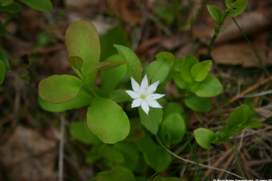 Изображение особи Trientalis europaea.