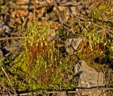 род Bryum. Растения со спорогонами. Башкортостан, Белорецкий р-н, Ассинский сельсовет, окр. с. Ассы, долина р. Инзер, ж.-д. насыпь. 1 мая 2018 г.
