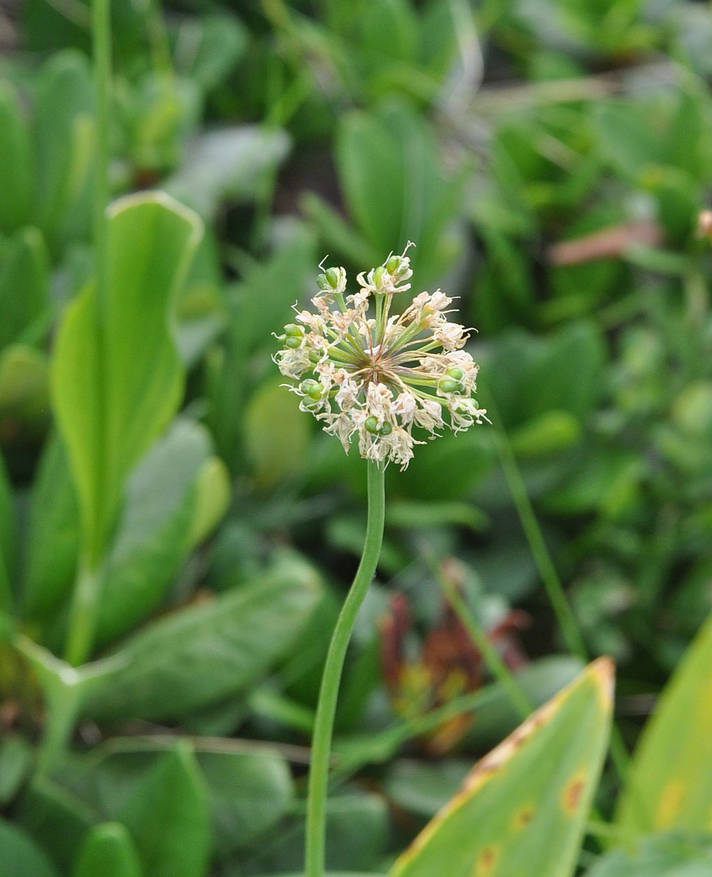 Изображение особи Allium victorialis.