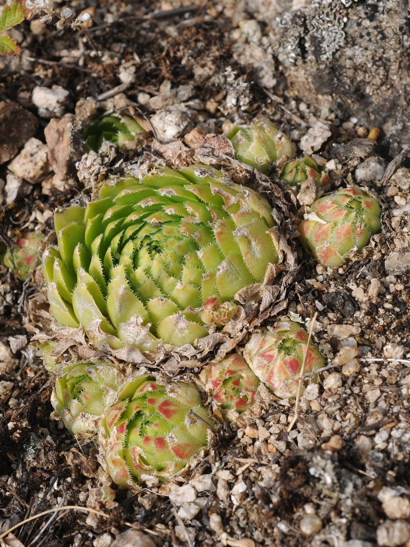 Image of Jovibarba globifera specimen.