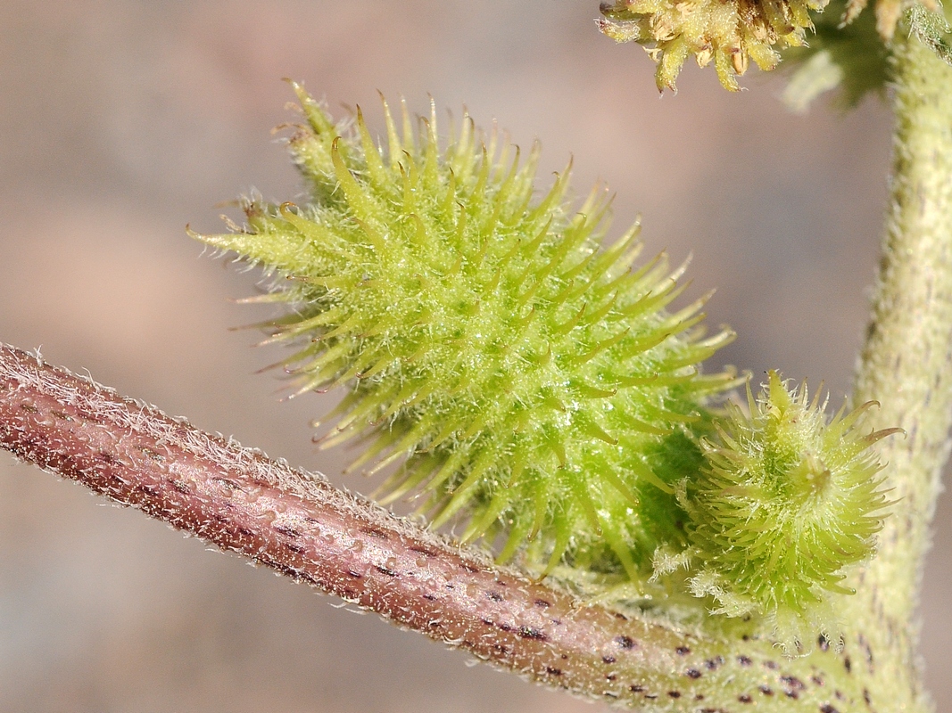 Image of Xanthium orientale specimen.