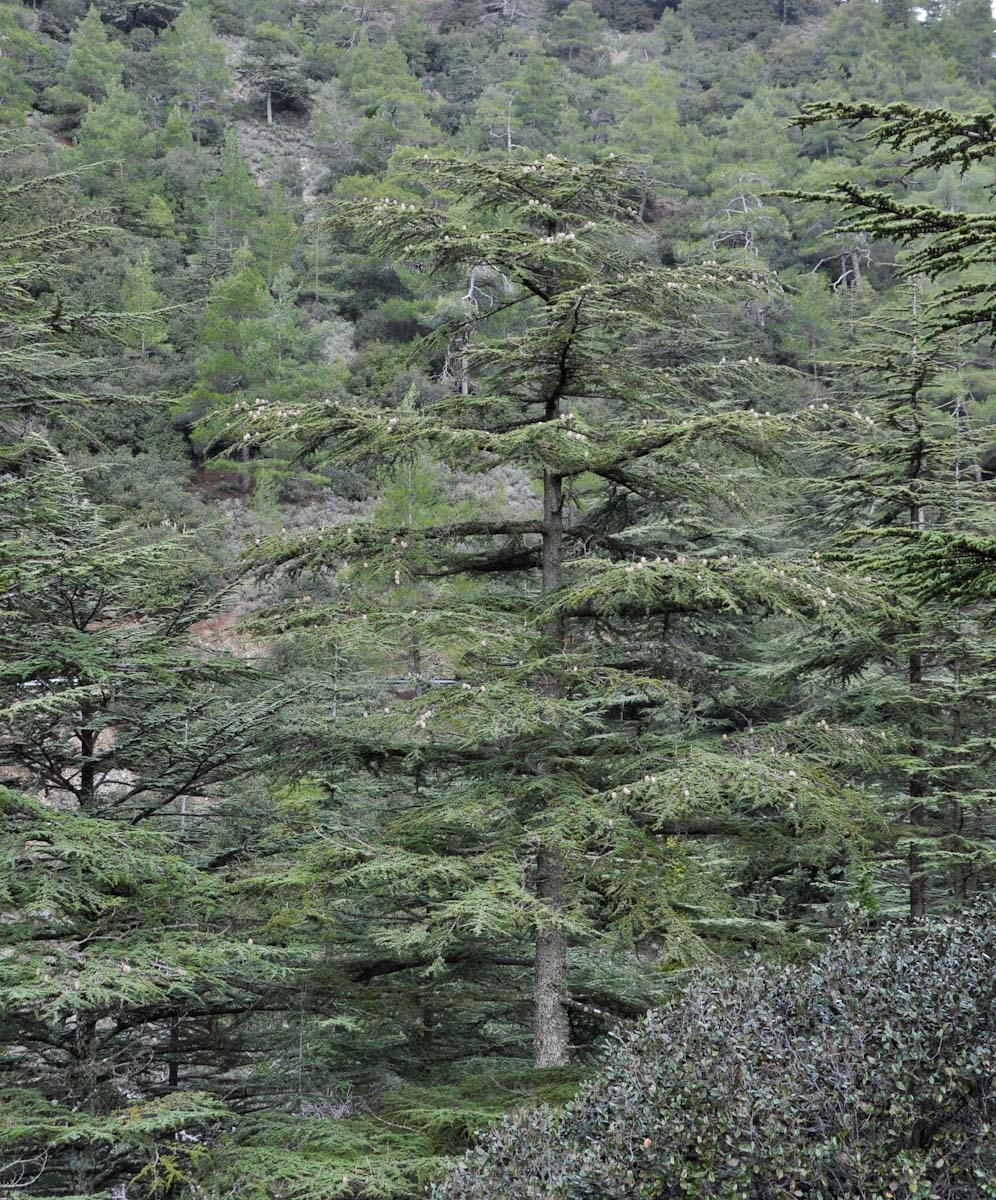 Image of Cedrus libani ssp. brevifolia specimen.