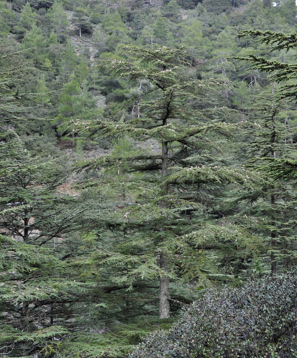 Изображение особи Cedrus libani ssp. brevifolia.