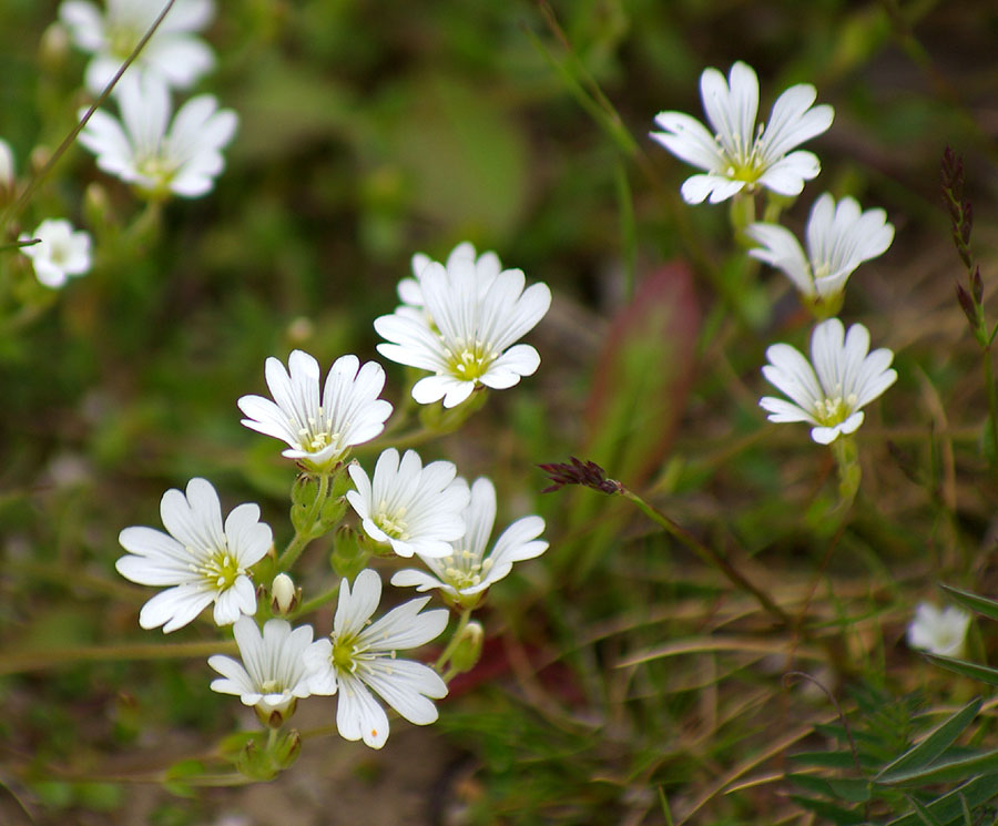 Image of genus Cerastium specimen.