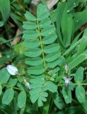 Astragalus guttatus