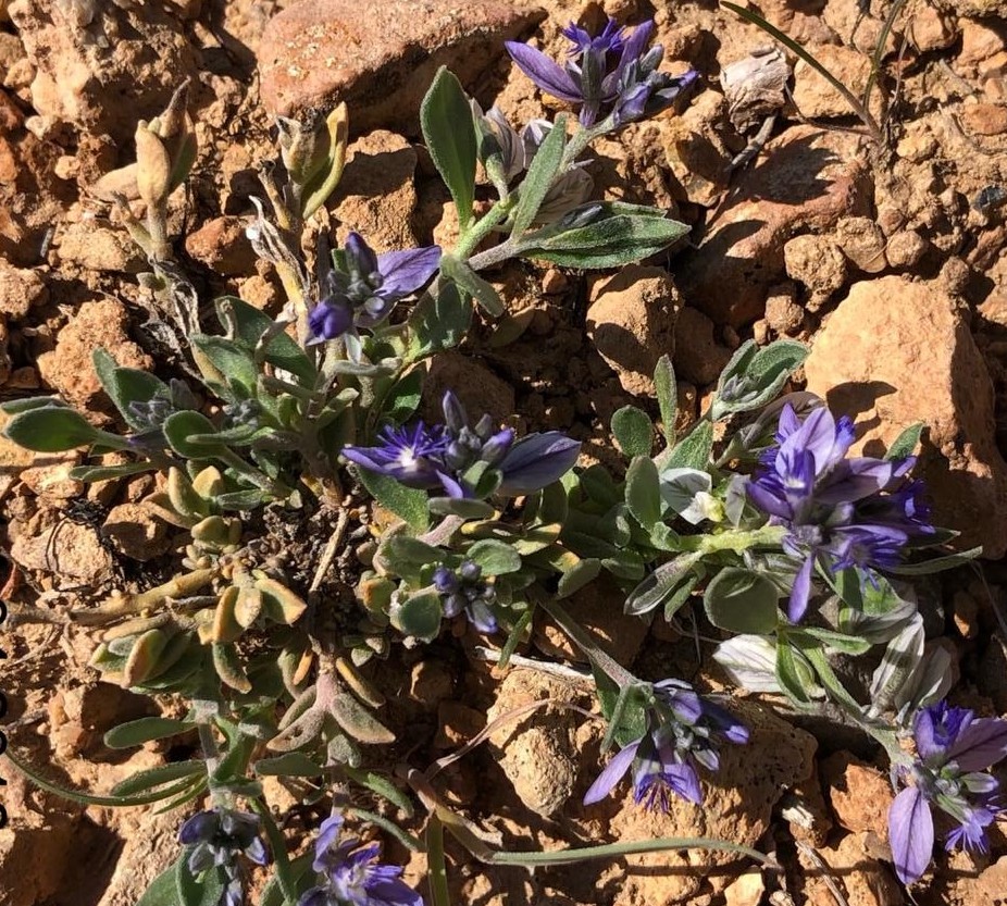 Image of Polygala hohenackeriana specimen.