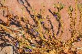 Peliostomum viscosum. Цветущее растение. Намибия, Кунене, окр. г. Опуво, ≈ 1300 м н.у.м. песчаный участок. 09.05.2019.