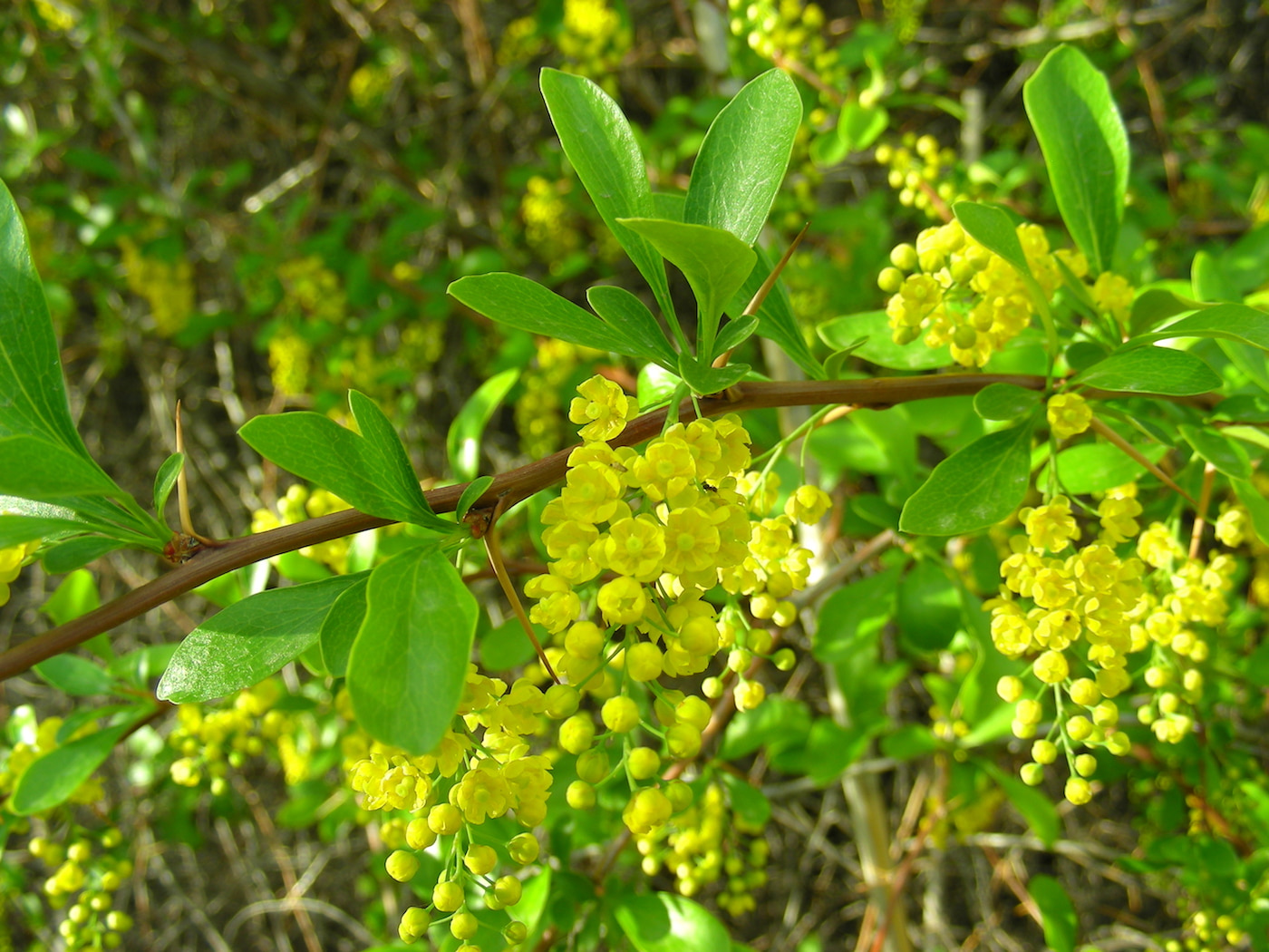 Изображение особи Berberis iliensis.